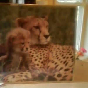 Wildlife photography